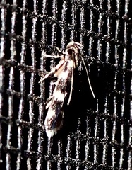 Oegoconia novimundi