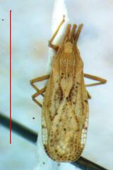 Tingidae
