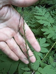 Corydalis scouleri