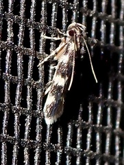 Oegoconia novimundi