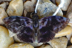 Ebrietas
