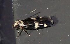 Oegoconia novimundi