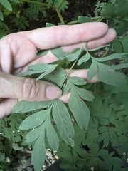 Corydalis scouleri