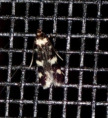 Oegoconia novimundi