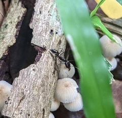 Odontomachus simillimus