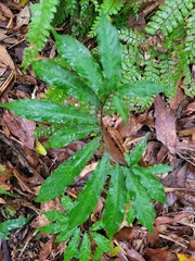 Arisaema heterophyllum