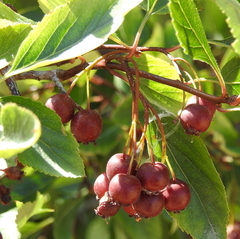 Crataegus douglasii