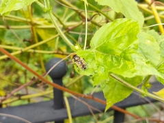 Eristalinus megacephalus