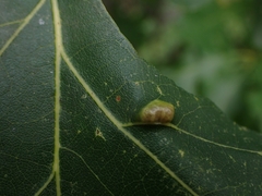 Aceria querci