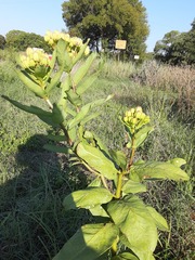 Asclepias viridis