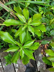 Trochodendron aralioides