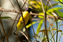 Euphonia chlorotica