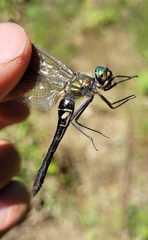 Somatochlora uchidai