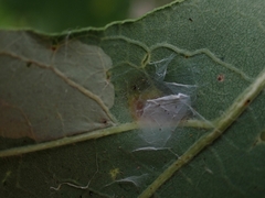 Aceria querci