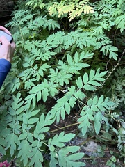 Corydalis scouleri