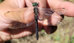 Somatochlora uchidai