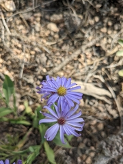 Symphyotrichum oblongifolium
