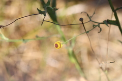 Helenium puberulum