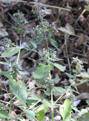 Nepeta cataria