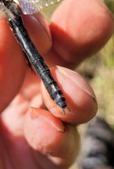 Somatochlora uchidai