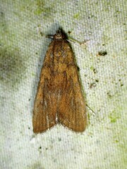 Elophila gyralis
