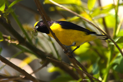Euphonia chlorotica