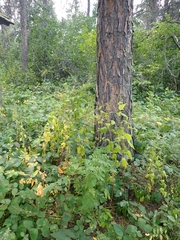 Chenopodiastrum simplex