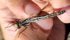 Somatochlora uchidai