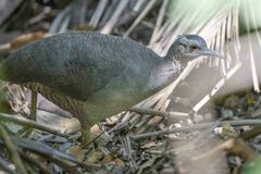 Crypturellus undulatus