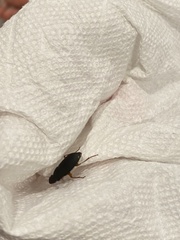 Pseudoophonus