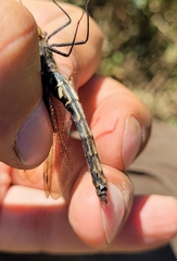 Somatochlora uchidai