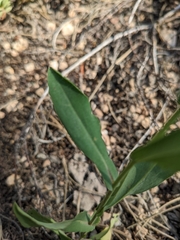 Symphyotrichum oblongifolium