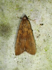 Elophila gyralis
