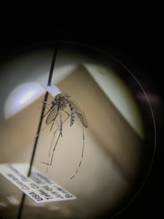 Aedes increpitus