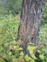 Chenopodiastrum simplex