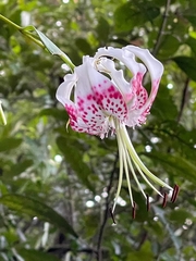 Lilium speciosum