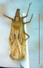 Tingidae
