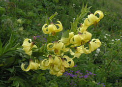 Lilium kesselringianum