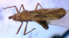 Tingidae