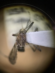 Aedes increpitus