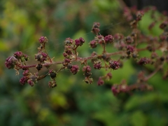 Chenopodiastrum simplex