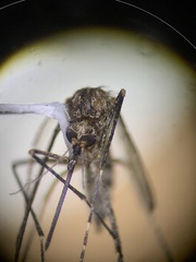 Aedes increpitus