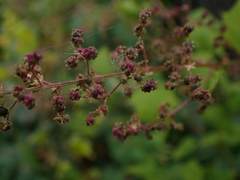 Chenopodiastrum simplex