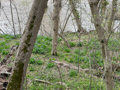 Mertensia virginica