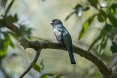 Trogon curucui