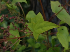 Chenopodiastrum simplex