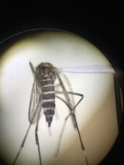 Aedes increpitus