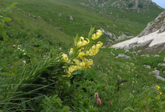 Lilium kesselringianum