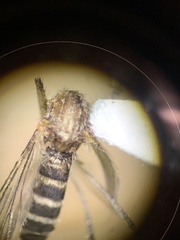 Aedes increpitus