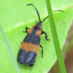 Calopteron discrepans